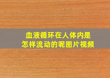 血液循环在人体内是怎样流动的呢图片视频