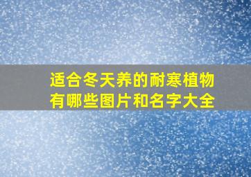 适合冬天养的耐寒植物有哪些图片和名字大全