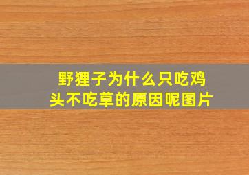 野狸子为什么只吃鸡头不吃草的原因呢图片