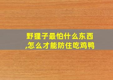 野狸子最怕什么东西,怎么才能防住吃鸡鸭