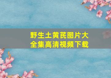 野生土黄芪图片大全集高清视频下载