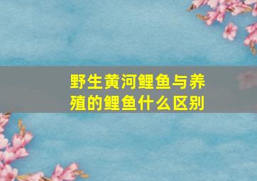 野生黄河鲤鱼与养殖的鲤鱼什么区别