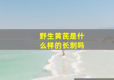 野生黄芪是什么样的长刺吗