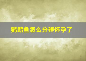 鹦鹉鱼怎么分辨怀孕了