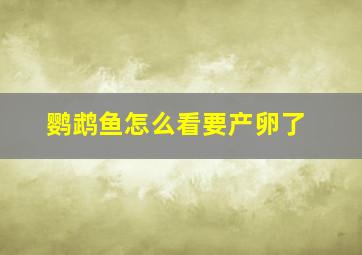 鹦鹉鱼怎么看要产卵了