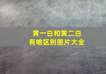 黄一白和黄二白有啥区别图片大全