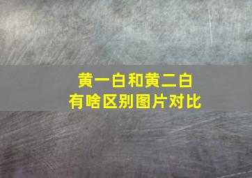 黄一白和黄二白有啥区别图片对比