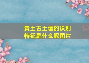 黄土古土壤的识别特征是什么呢图片