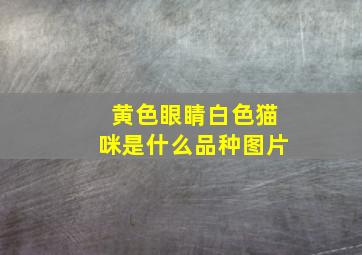 黄色眼睛白色猫咪是什么品种图片