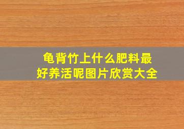 龟背竹上什么肥料最好养活呢图片欣赏大全