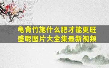 龟背竹施什么肥才能更旺盛呢图片大全集最新视频