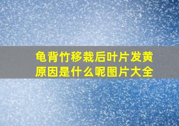 龟背竹移栽后叶片发黄原因是什么呢图片大全