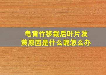 龟背竹移栽后叶片发黄原因是什么呢怎么办