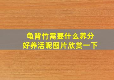 龟背竹需要什么养分好养活呢图片欣赏一下