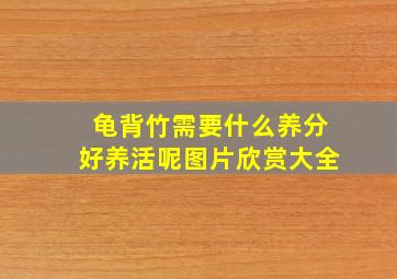 龟背竹需要什么养分好养活呢图片欣赏大全