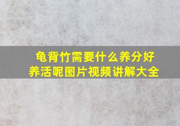 龟背竹需要什么养分好养活呢图片视频讲解大全