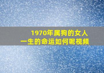 1970年属狗的女人一生的命运如何呢视频