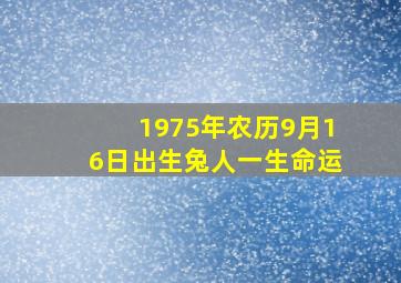 1975年农历9月16日出生兔人一生命运