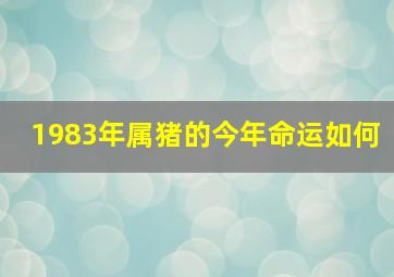 1983年属猪的今年命运如何