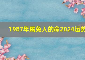 1987年属兔人的命2024运势