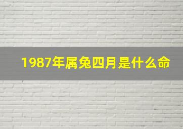 1987年属兔四月是什么命