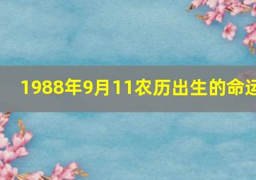 1988年9月11农历出生的命运