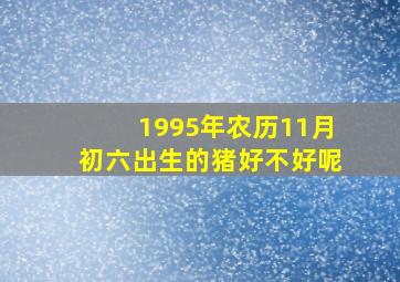 1995年农历11月初六出生的猪好不好呢