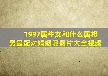 1997属牛女和什么属相男最配对婚姻呢图片大全视频