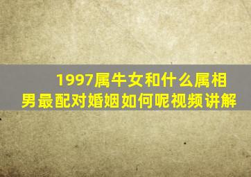 1997属牛女和什么属相男最配对婚姻如何呢视频讲解