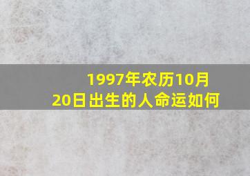 1997年农历10月20日出生的人命运如何