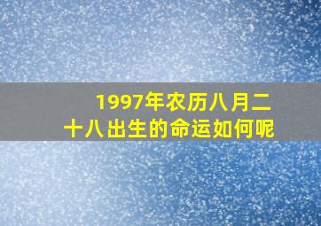 1997年农历八月二十八出生的命运如何呢