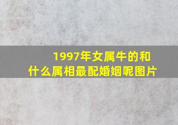 1997年女属牛的和什么属相最配婚姻呢图片