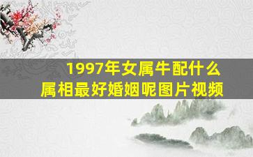 1997年女属牛配什么属相最好婚姻呢图片视频