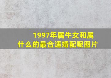 1997年属牛女和属什么的最合适婚配呢图片