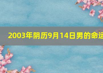 2003年阴历9月14日男的命运