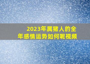 2023年属猪人的全年感情运势如何呢视频