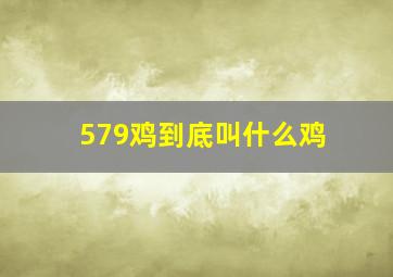 579鸡到底叫什么鸡