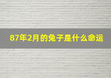 87年2月的兔子是什么命运