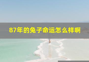 87年的兔子命运怎么样啊