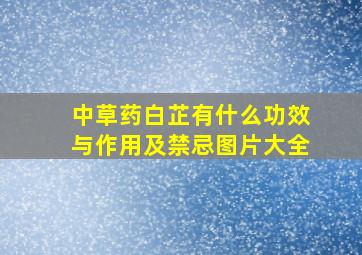 中草药白芷有什么功效与作用及禁忌图片大全