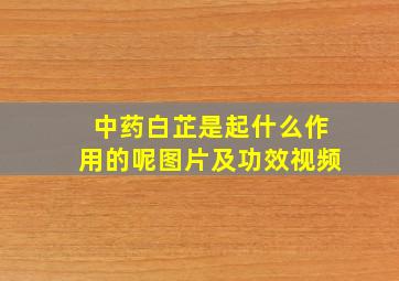 中药白芷是起什么作用的呢图片及功效视频