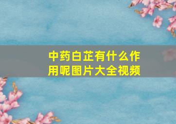 中药白芷有什么作用呢图片大全视频