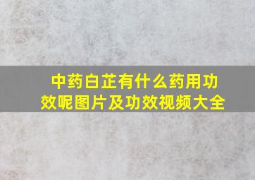 中药白芷有什么药用功效呢图片及功效视频大全