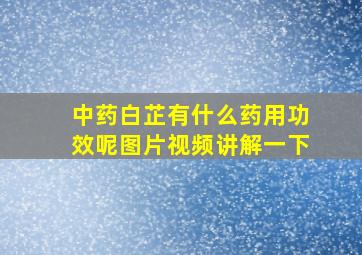 中药白芷有什么药用功效呢图片视频讲解一下