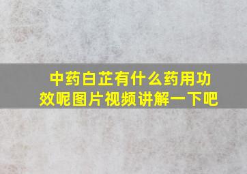 中药白芷有什么药用功效呢图片视频讲解一下吧