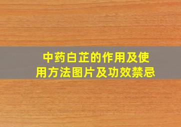 中药白芷的作用及使用方法图片及功效禁忌