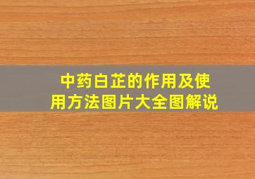 中药白芷的作用及使用方法图片大全图解说