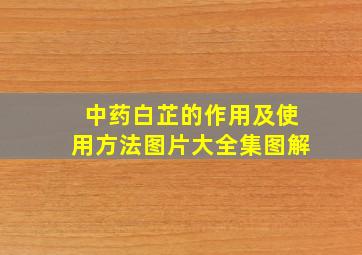 中药白芷的作用及使用方法图片大全集图解