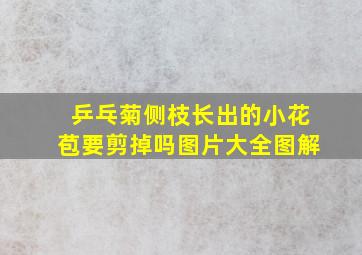 乒乓菊侧枝长出的小花苞要剪掉吗图片大全图解