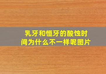 乳牙和恒牙的酸蚀时间为什么不一样呢图片